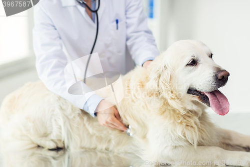 Image of close up of vet with stethoscope and dog at clinic