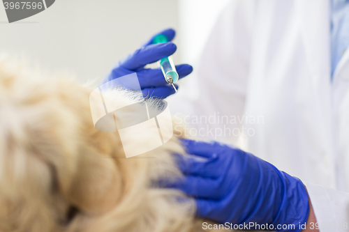 Image of close up of vet making vaccine to dog at clinic