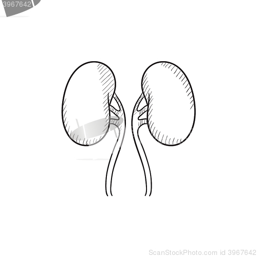 Image of Kidney sketch icon.