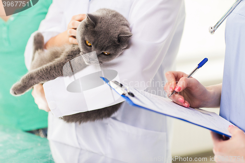 Image of close up of vet with cat and clipboard at clinic