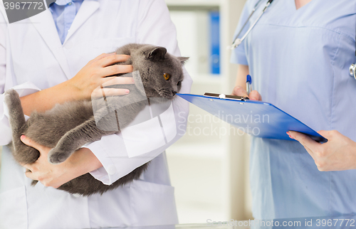 Image of close up of vet with cat and clipboard at clinic