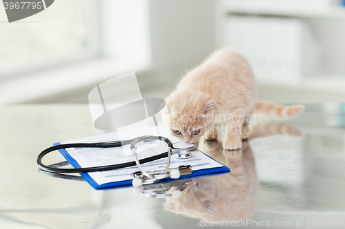 Image of close up of scottish fold kitten at vet clinic