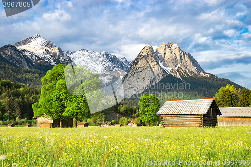 Image of Alpine morning rural landscape with spring flowering valley mead