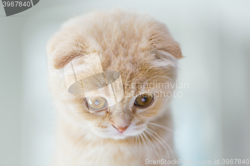 Image of close up of scottish fold kitten