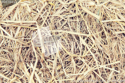 Image of dry grass or hay texture