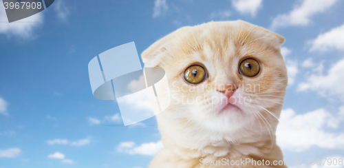 Image of close up of scottish fold kitten over blue sky