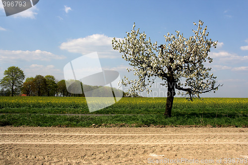 Image of Apple tree blossom