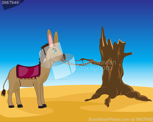 Image of Burro in desert