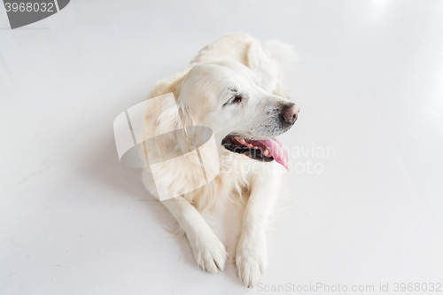 Image of close up of golden retriever dog lying on floor