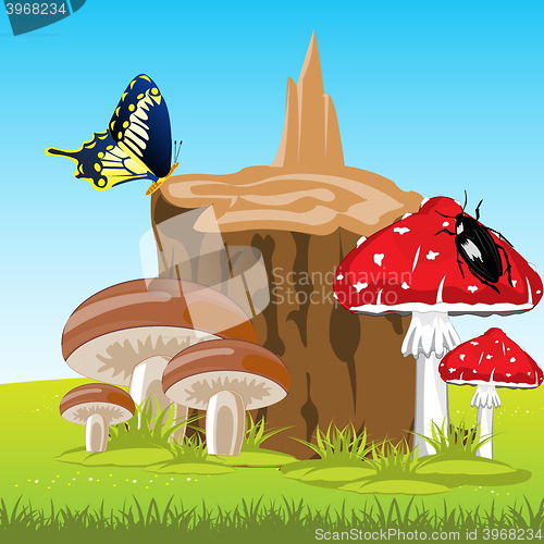 Image of Mushrooms beside stump