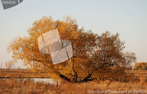 Image of gold tree