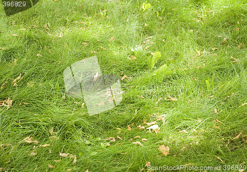 Image of green grass