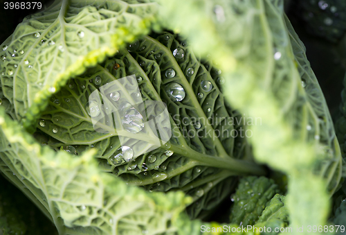 Image of Savoy cabbage leaves with watter drops