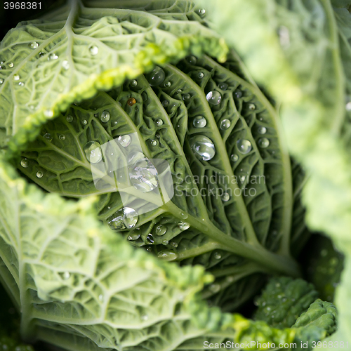 Image of Savoy cabbage leaves with watter drops