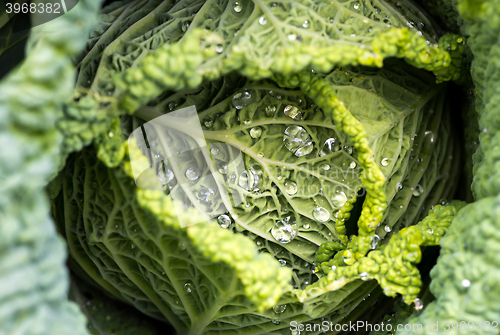 Image of Savoy cabbage leaves with watter drops