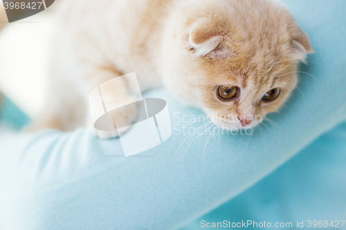 Image of close up of scottish fold kitten in owner hands