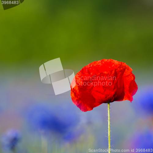 Image of Single poppy flower closeup