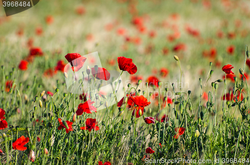 Image of Bright shiny poppies