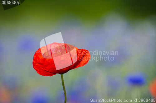 Image of Poppy flower closeup