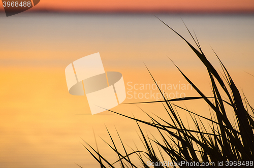 Image of Reed leaves by sunset