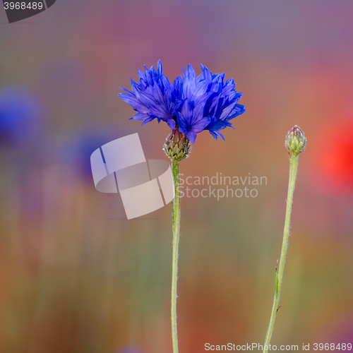 Image of Cornflower and bud closeup