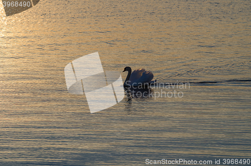 Image of Single swan swimming in calm water