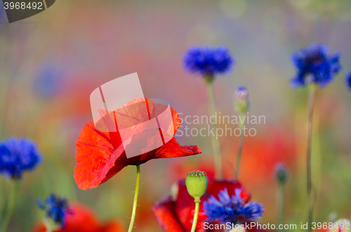 Image of Poppy flower in focus