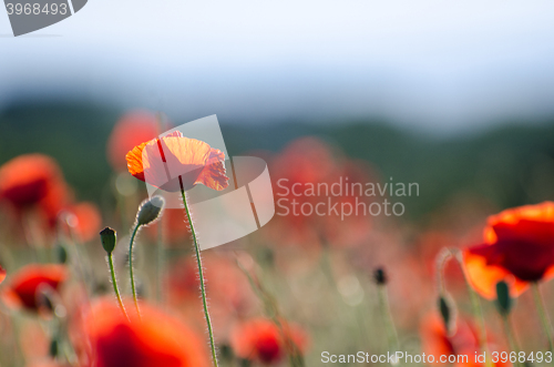Image of Focus on one poppy flower