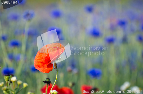 Image of One poppy focused in a cornflower field