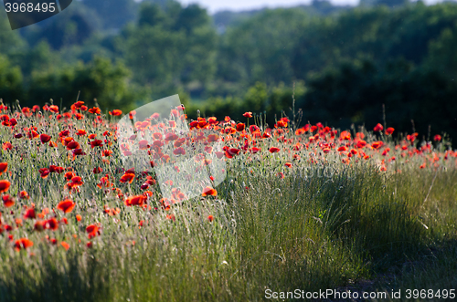 Image of Corn field with poppies 