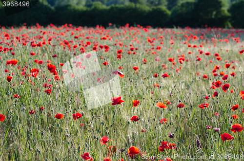 Image of Flower beauty in a corn field