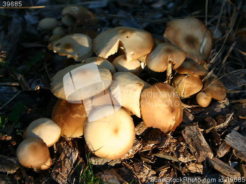 Image of mushrooms