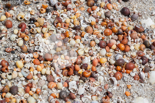 Image of lots of sea snail shells