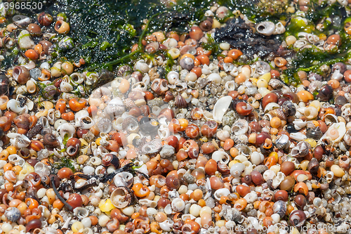 Image of lots of sea snail shells