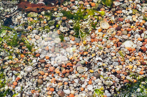 Image of lots of sea snail shells