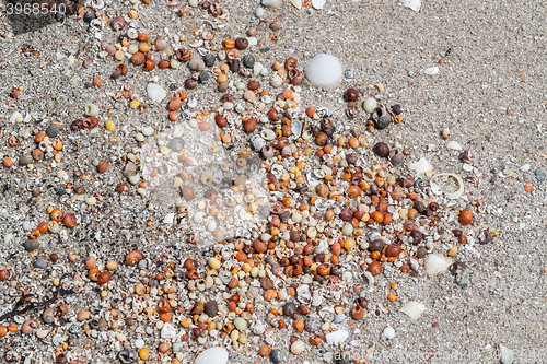 Image of lots of sea snail shells