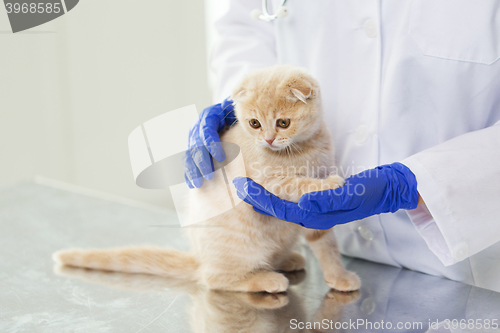 Image of close up of vet with scottish kitten at clinic