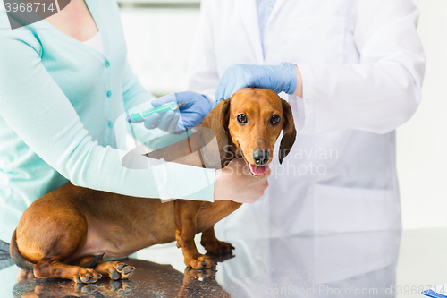 Image of close up of vet making vaccine to dog at clinic