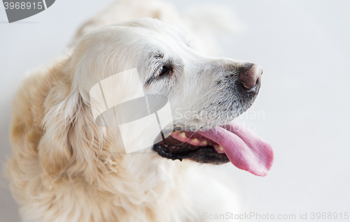 Image of close up of golden retriever dog