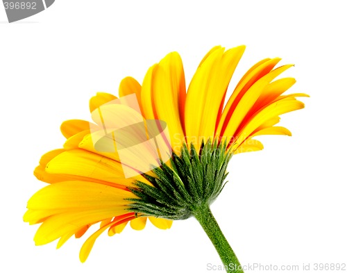 Image of flower