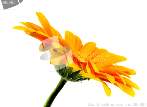 Image of flower