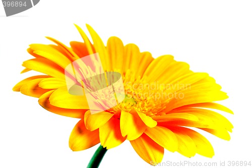 Image of yellow flower