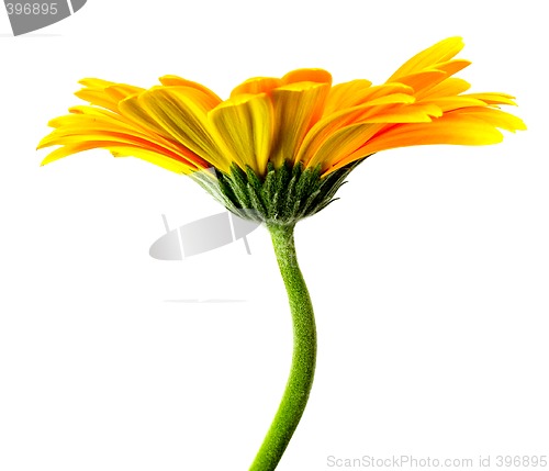 Image of yellow flower