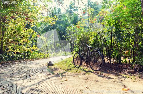 Image of bicycle at tropical park roadway