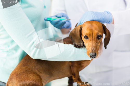 Image of close up of vet making vaccine to dog at clinic