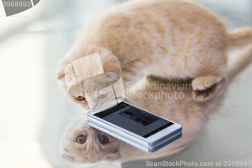 Image of close up of scottish fold kitten with smartphone