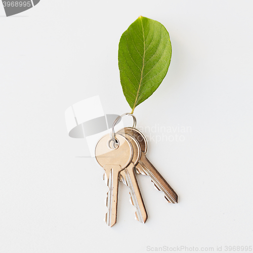 Image of close up of house keys and green leaf