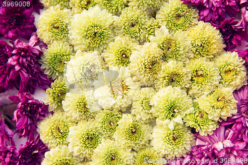 Image of beautiful chrysanthemums flowers