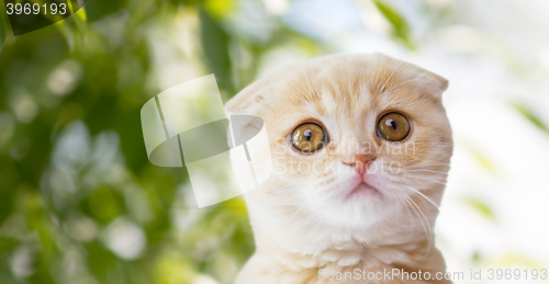 Image of close up of scottish fold kitten over nature