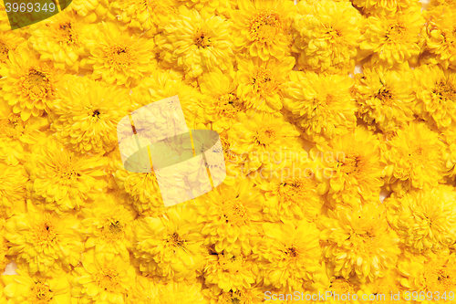 Image of beautiful chrysanthemums flowers